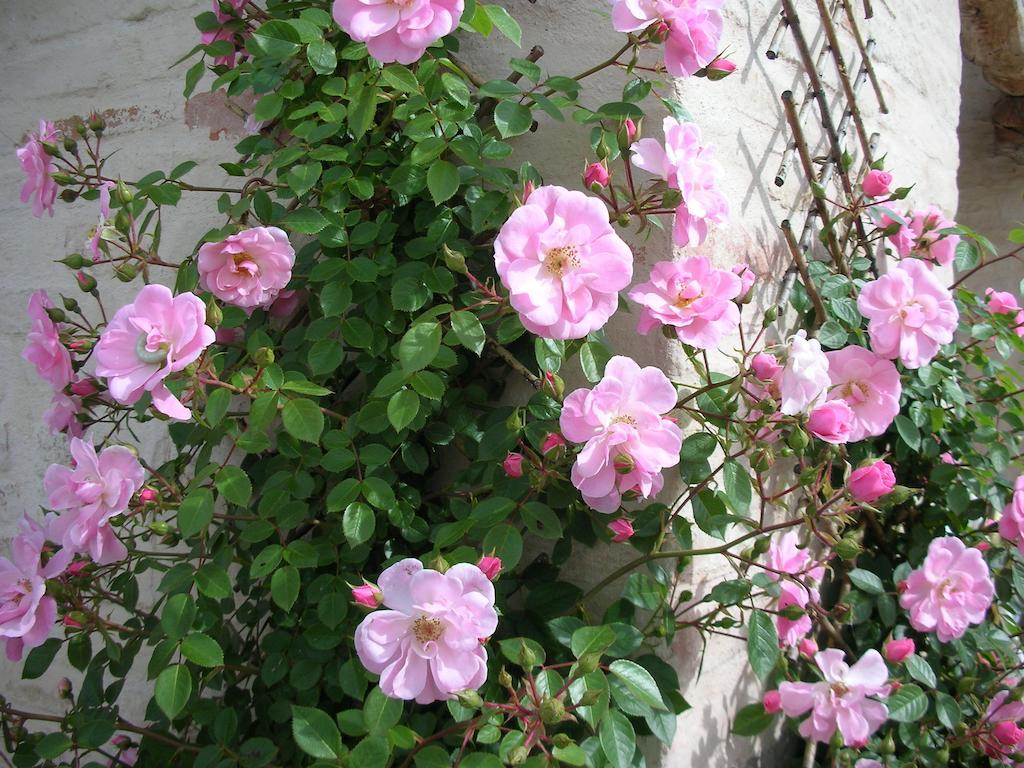 Poggio Dei Prugnoli Bed and Breakfast Tavoleto Εξωτερικό φωτογραφία