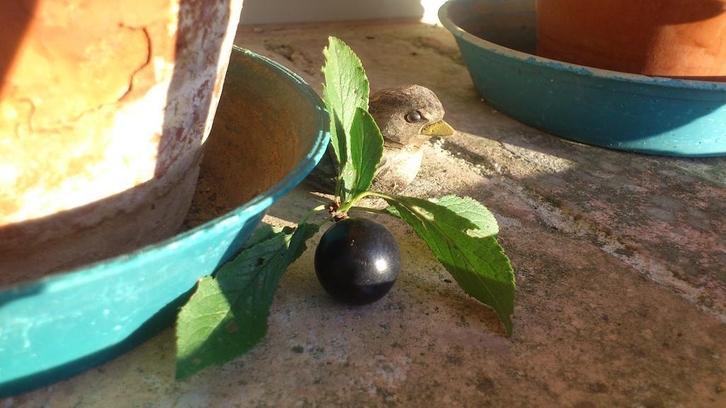 Poggio Dei Prugnoli Bed and Breakfast Tavoleto Εξωτερικό φωτογραφία
